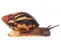 Archachatina marginata egregia Cameroon typ 2e subadult, 5cm